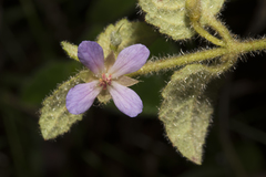 Tremandra stelligera
