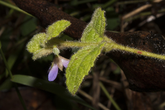 Tremandra stelligera