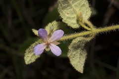 Tremandra stelligera