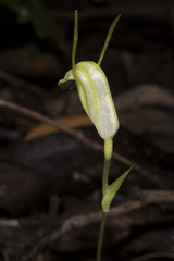 Pterostylis pyramidalis