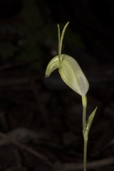 Pterostylis pyramidalis