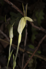 Pterostylis pyramidalis