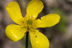 Ranunculus colonorum