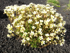 Saxifraga bronchialis funstonii
