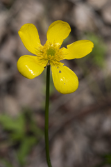Ranunculus colonorum