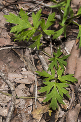 Ranunculus colonorum