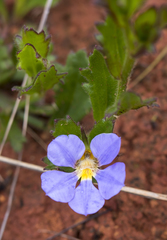 Scaevola calliptera