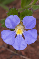 Scaevola calliptera