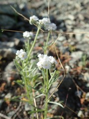 Cryptantha flaccida