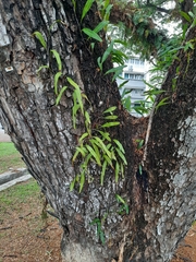 Pyrrosia adnascens