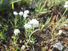 Cryptantha flaccida