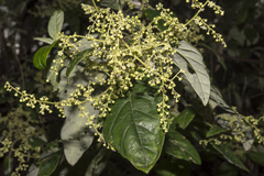 Trymalium odoratissimum