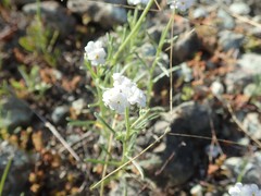 Cryptantha flaccida