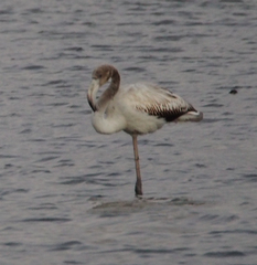 Phoenicopterus roseus