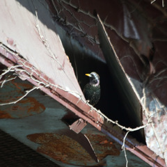 Sturnus vulgaris