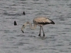 Phoenicopterus roseus