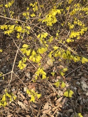 Forsythia koreana
