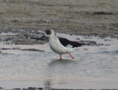 Himantopus himantopus