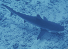 Carcharhinus albimarginatus