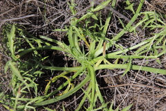 Eryngium aristulatum parishii