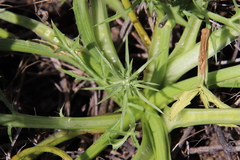Eryngium aristulatum parishii