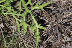 Eryngium aristulatum parishii