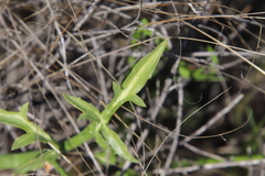 Eryngium aristulatum parishii