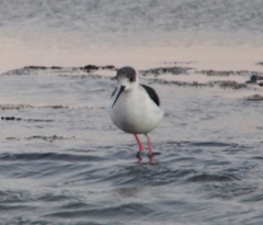 Himantopus himantopus