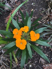 Erysimum × marshallii