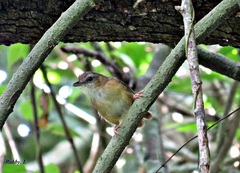 Malacocincla abbotti