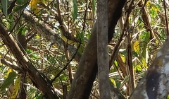 Vireo pallens