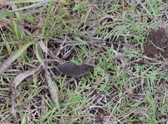 Monodelphis dimidiata