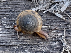 Xerotricha conspurcata