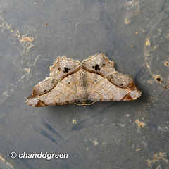 Chiasmia monticolaria