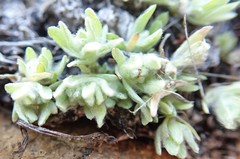 Psilocarphus brevissimus