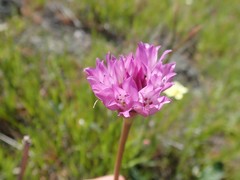 Allium serra