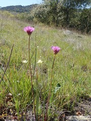 Allium serra