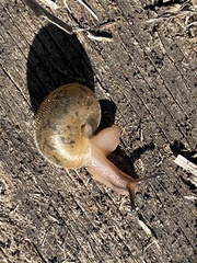 Xerotricha conspurcata