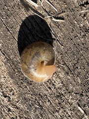 Xerotricha conspurcata