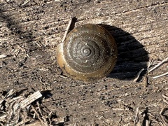 Xerotricha conspurcata