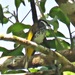 Pycnonotus squamatus - Photo (c) robbythai, algunos derechos reservados (CC BY-NC)