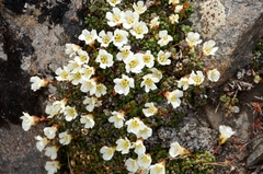 Diapensia
