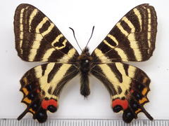 Luehdorfia japonica