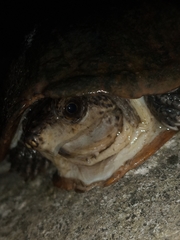 Kinosternon herrerai