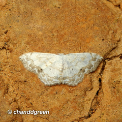 Scopula propinquaria