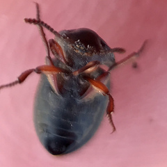 Notibius puberulus