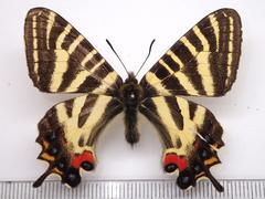 Luehdorfia japonica
