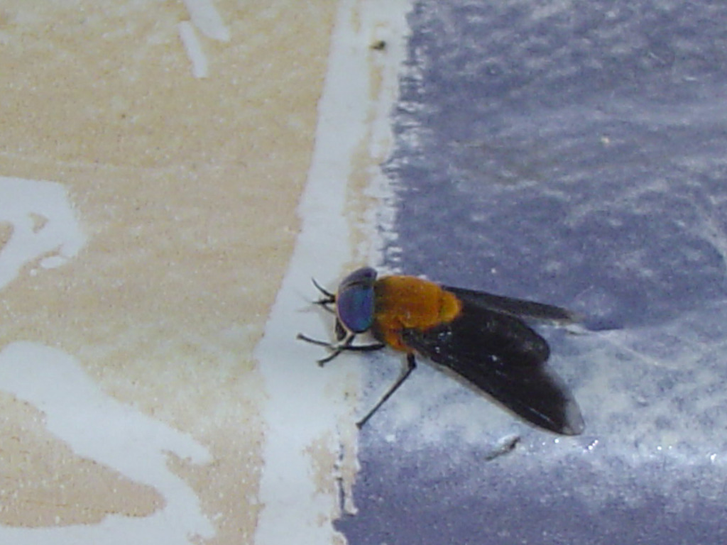 Cydistomyia colasbelcouri