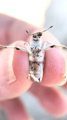 Apleurus albovestitus