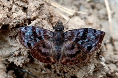 Ebrietas